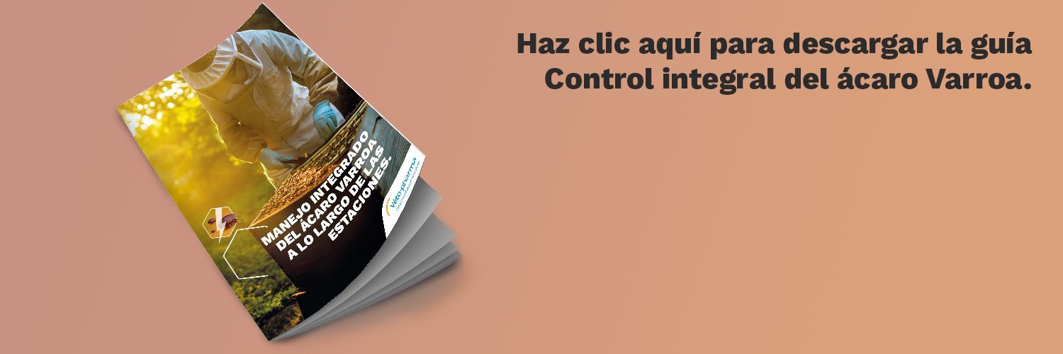 Plan de travail 1 ES