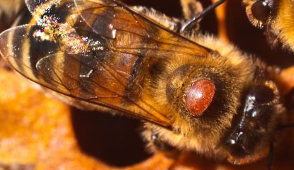 Traitement varroa en fin d’été : le protocole en deux temps pour sauver vos colonies