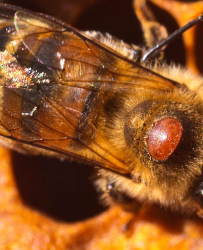 Traitement varroa en fin d’été : le protocole en deux temps pour sauver vos colonies