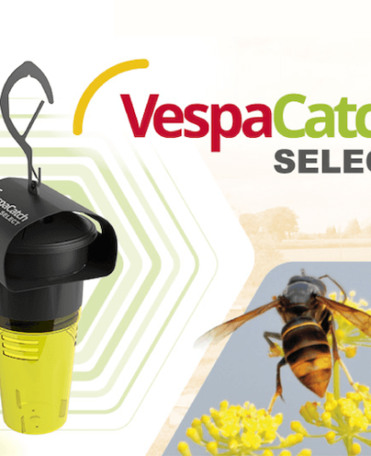 VespaCatch Select : Nouveau piège sélectif pour le frelon asiatique