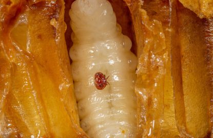 Pourquoi renouveler la cire est essentiel pour la santé des abeilles et le contrôle du varroa