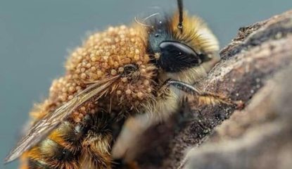 Mellitiphis alvearius ou "Acarien du pollen" : une nouvelle menace ?