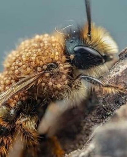 Mellitiphis alvearius ou "Acarien du pollen" : une nouvelle menace ?