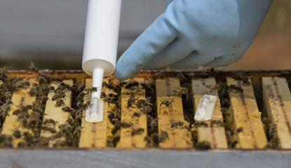Beekeeper applying Amiflex gel with dosing gun on brood frame for Varroa treatment