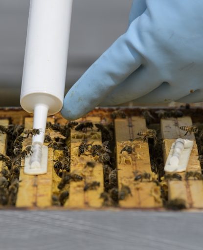 Beekeeper applying Amiflex gel with dosing gun on brood frame for Varroa treatment