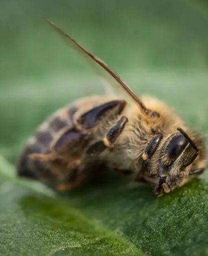Bee Health, Medication, and Environmental Challenges