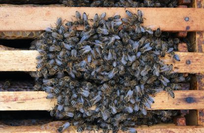 How bees winter in the hive. Overview of bee hive in winter. Wintering bees