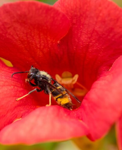 Ruche sous Assaut : La Menace Grandissante des Frelons pour les Colonies d'Abeilles