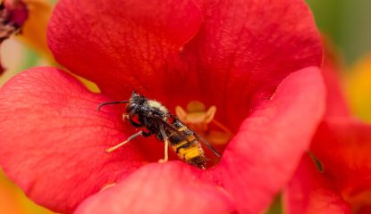Colmena bajo ataque: la creciente amenaza de los avispones para las colonias de abejas