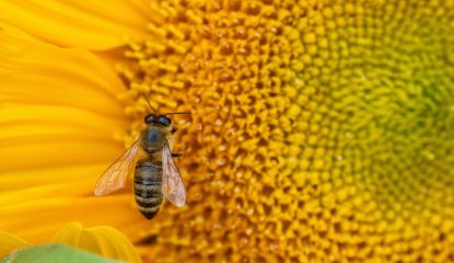 Breakthrough Research Unveils a Potential Shield Against Multiple Bee Viruses