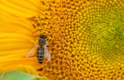 Breakthrough Research Unveils a Potential Shield Against Multiple Bee Viruses