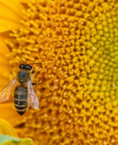 Breakthrough Research Unveils a Potential Shield Against Multiple Bee Viruses