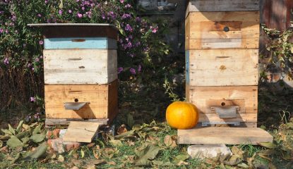 Prioridades de los apicultores durante el otoño
