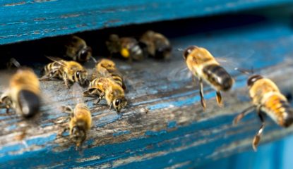 Life of bees. Worker bees. The bees bring honey