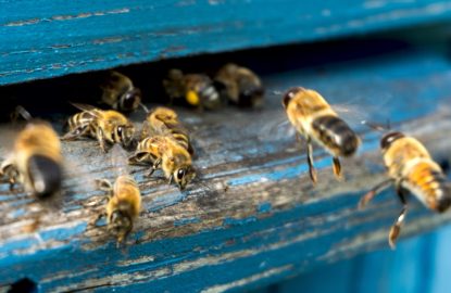 Life of bees. Worker bees. The bees bring honey