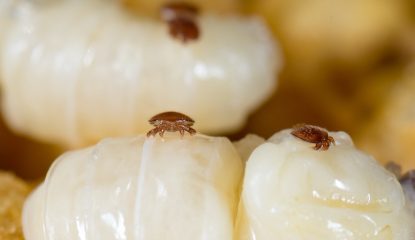 Varroa