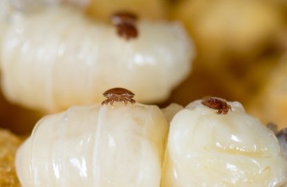 Varroa