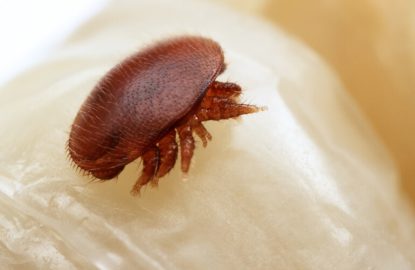 varroa-alex-wilde (1)