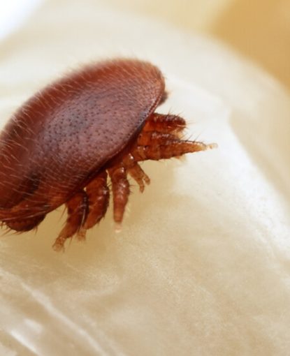 varroa-alex-wilde (1)