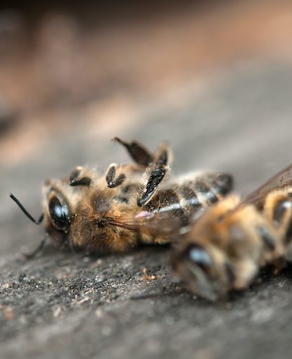 Exploring Winter Bee Colony Losses and Solutions